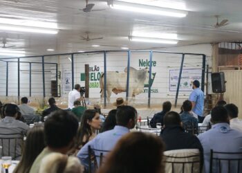 PECUÁRIA | Leilões da 51ª Exposul devem superar movimentação de negócios do ano passado
