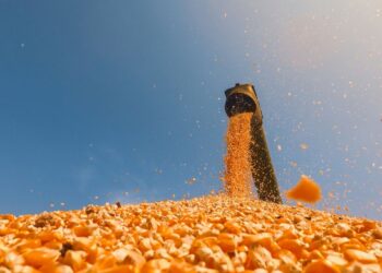 Expansão do etanol de milho acende alerta para mercado de açúcar, aponta Rabobank