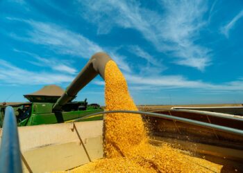 Etanol de milho ganha destaque e Mato Grosso se consolida como o maior produtor de biocombustível
