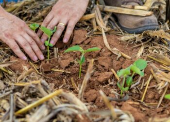 Agro mais que dobra empregos em MT e se consolida como principal motor de trabalho e renda