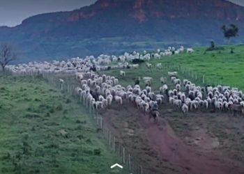 Fábio Barros realiza 1º Leilão de Produção da Fazenda Oriente com oferta de touros Nelore PO