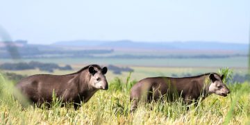 Ferrovia de Mato Grosso se destaca por ações de preservação da fauna e flora durante obras da primeira fase